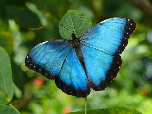 Peperutka🦋